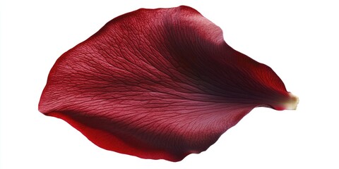 Close-up of flower petal