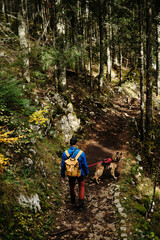 Obraz premium A young man with a backpack hiking in coniferous forest with two dogs - German and Australian Shepherds. Rear view. Walking outdoor with pets concept. Durmitor national park, Montenegro