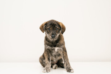 Brown Puppy Sitting On White Background