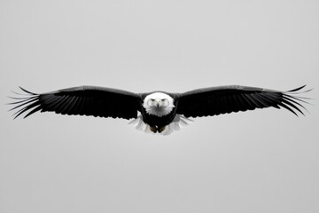 Bald Eagle flying. bird of prey against autumn background, Mountain View sky and tree, yellow grass and forest