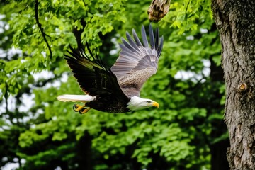 Obraz premium Bald Eagle flying. bird of prey against autumn background, Mountain View sky and tree, yellow grass and forest