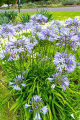 Obraz premium Lily of the Nile also called African Blue Lily flower in purple blue shade (Agapanthus Africanus) in Australia.