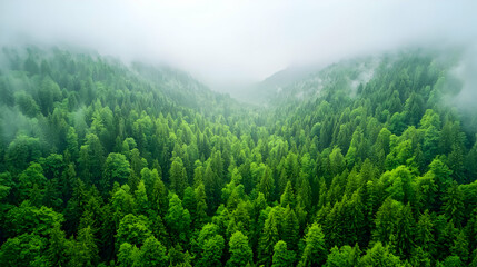 Obraz premium Misty mountain forest aerial view, lush green canopy, valley below. Nature conservation