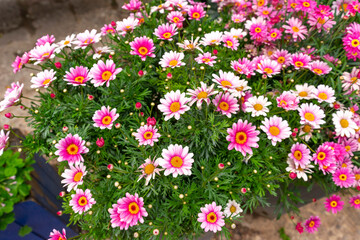 Fototapeta premium Bush of colourful flower in the pot, Argyranthemum is a genus of flowering plants belonging to the family Asteraceae.
