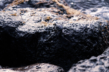 岩場をよじ登る小さなカニ