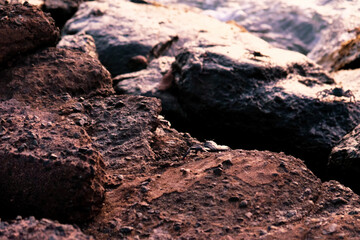 岩の上を歩くカニと夕日の輝き
