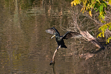 濡れた羽を広げて乾かしているカワウ