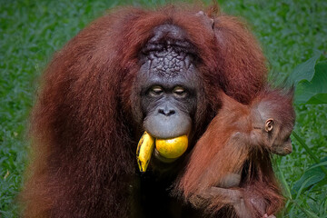 mother and baby bornean orangutan