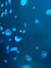 Jellyfish floating  in Australia aquarium with neon blue glow light