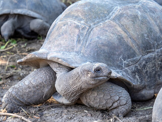 Aldabra giant tortoise. Wonderful islands of Seychelles. Beautiful landmark. Clear, sunny day, warm sunlight. No people, outdoors. Concept of leisure and travel