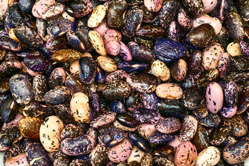 Wet haricot.Fresh useful black and pink speckled beans, ready to cook