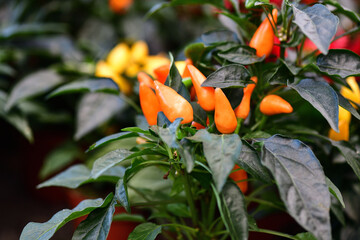 Orange and yellow hot peppers on a green background.