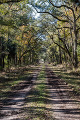 Fototapeta premium Autumn scenery along the St. Marks Wildlife Refuge section of the Florida Trail