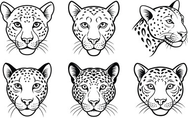 Obraz premium Leopard (Panthera pardus) animal design, labeled line art vector art illustration.