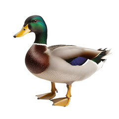 Obraz premium mallard duck isolated on white background