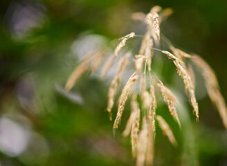 Corn, closeup and plants on farm for growth, vegetable production and agriculture in environment. Sustainable business, food harvesting or crop at bokeh with texture, ecology and grain in countryside