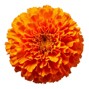 A marigold flower with a rich, fiery orange hue and a dense, ruffled petal structure