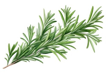 Fototapeta premium Rosemary plant herbs freshness.