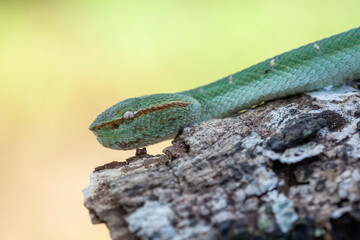 Borneo Viper very Dangerous Snake From Kalimantan Forest
