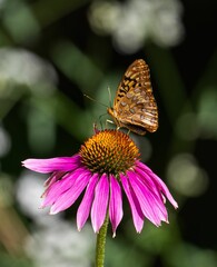 Butterfly on Pink Coneflower