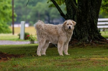 Fluffy white dog on a green lawn under a tree.
