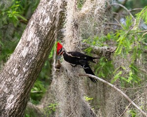 Red-Crested Woodpecker in Lush Forest