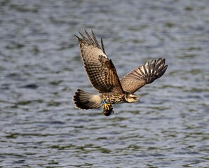 Majestic hawk in flight over water