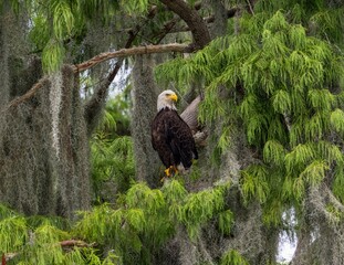 Majestic Bald Eagle on Tree