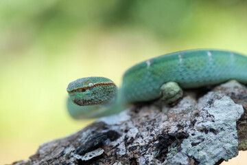 Borneo Viper very Dangerous Snake From Kalimantan Forest