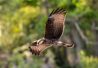 Majestic bird of prey in flight.