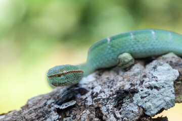 Borneo Viper very Dangerous Snake From Kalimantan Forest