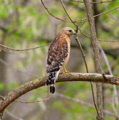 Red-shouldered hawk in a forest setting.