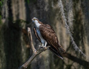 Osprey perched on a branch in nature.