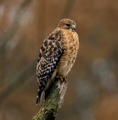 Red-shouldered Hawk Perched on Branch
