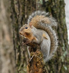 Squirrel on a tree stump with a nut.