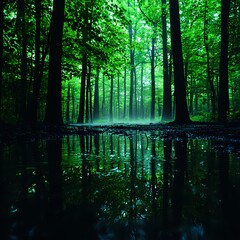Obraz premium Dark Green Forest with Water Reflection