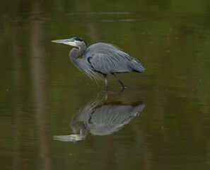 Great blue heron and its reflection in water.