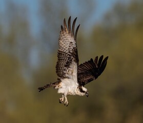 Majestic osprey in flight with detailed feathers.