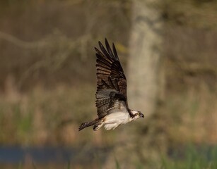 Osprey in flight with wings spread