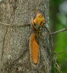 Squirrel on a Tree Branch with Green Background