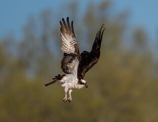 Osprey in flight with striking plumage