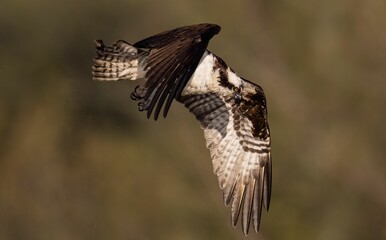 Osprey in Flight with Spread Wings