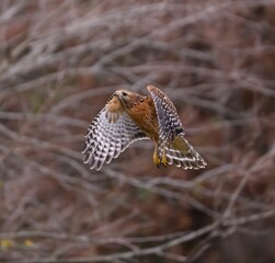 Red-shouldered hawk in flight with blurred background.