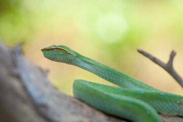 Borneo Viper very Dangerous Snake From Kalimantan Forest