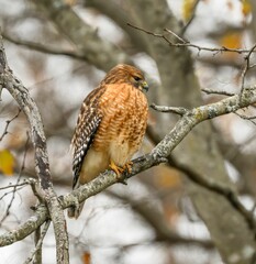 Red-shouldered hawk perched on a tree branch.