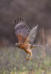 Red-shouldered hawk in flight.