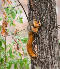 Obraz premium Squirrel on Tree Branch in Forest
