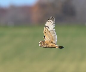 Fototapeta premium Short-eared owl soaring over a green field.