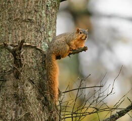 Squirrel on a Tree Branch in a Forest