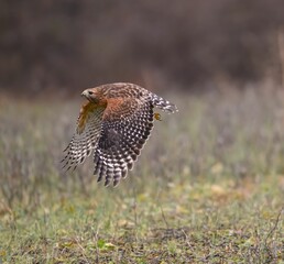 Majestic Hawk in Flight